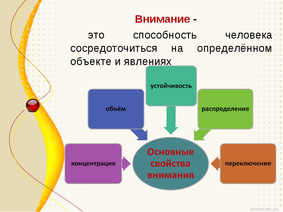 Как выглядит внимание человека Школа внимания.